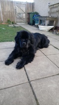 Saw a Newfoundland today