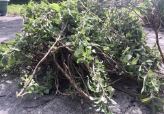 Any Witches Here? Part 11