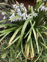 What is this - veg box mystery