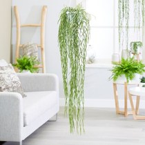 Indoor and outdoor hanging plants help please?