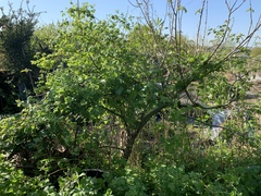 Allotment/Veg Patch Thread 15 - will winter ever end?