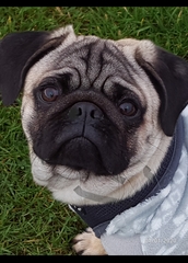 Photos of your dogs to cheer us all up!