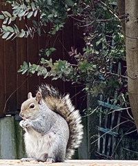 Cute pet and wildlife thread