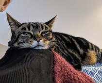 My husband's accidentally killed our cat [sad]