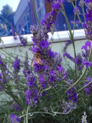 Bees seem HUGE this year ?!