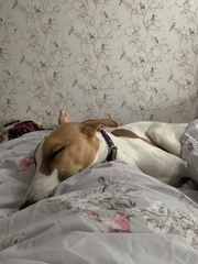 Tell me about your dog