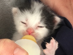 HELP- Just found some kittens!