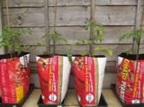 Allotment/Veg Patch Thread 15 - will winter ever end?