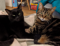 My husband's accidentally killed our cat [sad]