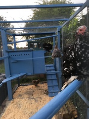Show me your chicken coops