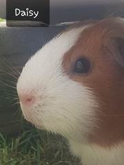 Guinea pig bath day!