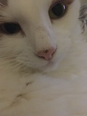 Nose thread.