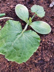 Courgette help please!