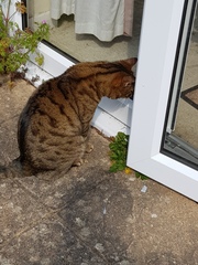 Thug Cat part 2. What, has this thing appeared again tonight?