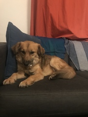 Importing rescue dogs
