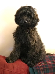 Photos of your dogs to cheer us all up!