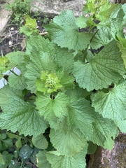 Plant ID please