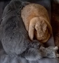 Any Rabbit owners/breeders about to help?