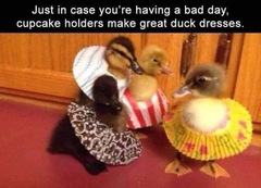 Flapping calmly through lockdown: Fledglings April 2020. Welcome to the Keep Calm Corner!