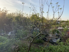 Allotment/Veg Patch Thread 15 - will winter ever end?