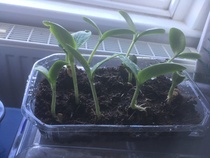 Veg Seedlings help please