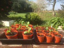 Veg Seedlings help please