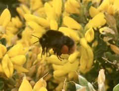 Any Witches Here? Part 11