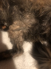 How can I wash my Dolly