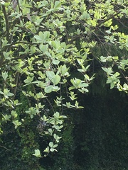 Can someone help me find out what tree this is?
