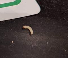 Help! Carpet-eating crawlies!