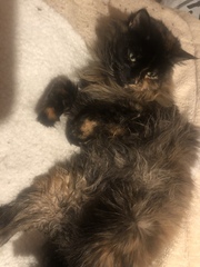 How can I wash my Dolly