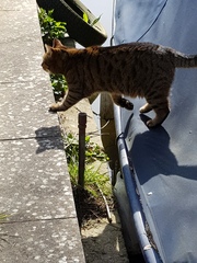 Thug Cat part 2. What, has this thing appeared again tonight?