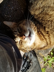 Thug Cat part 2. What, has this thing appeared again tonight?