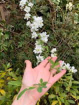 Can anyone identify this please?