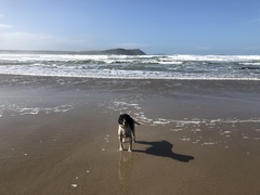 Considering a Sprocker Spaniel for our first dog.