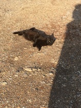 What is your cat called?