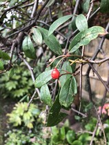 Please can anyone identify this tree?