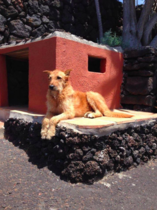 Adopting an old boy - am I crazy?