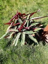 Chop through the roots of this houseplant to create 2 plants?