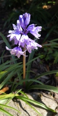Name these blooms