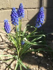 Is anyone managing to get new garden stuff? On a budget and complete novice, plus any cheap and cheerful sprucing up tips to share?