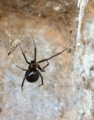 Any Witches Here? Part 11