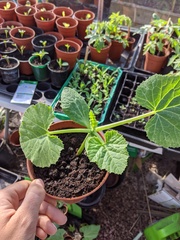 2020 new Gardeners’  thread