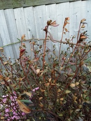 What's wrong with my azalea?