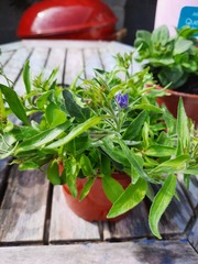 What are these plants?!