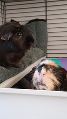 Guinea pig bath day!