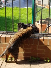 Thug Cat part 2. What, has this thing appeared again tonight?