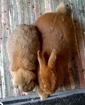 Any Rabbit owners/breeders about to help?