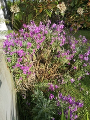 What is this plant?
