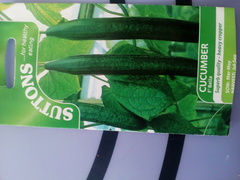 Sad looking cucumber plants